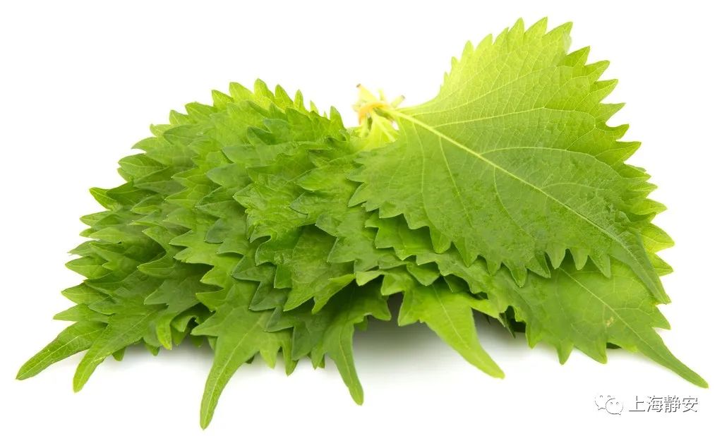 吃鱼蟹易闹肚子？这可能是“中毒”了！中医教你自制茶饮→