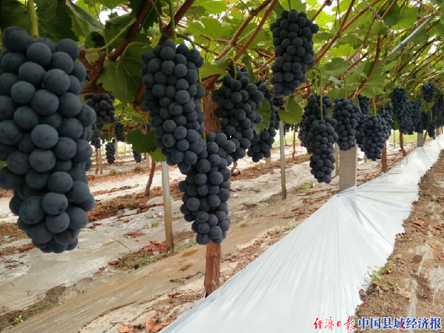 灌南县新集镇周庄村河口庄,江苏省灌南县周庄村