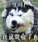 狗狗过敏会出现什么症状吃什么药,狗狗皮肤过敏的症状和治疗方法