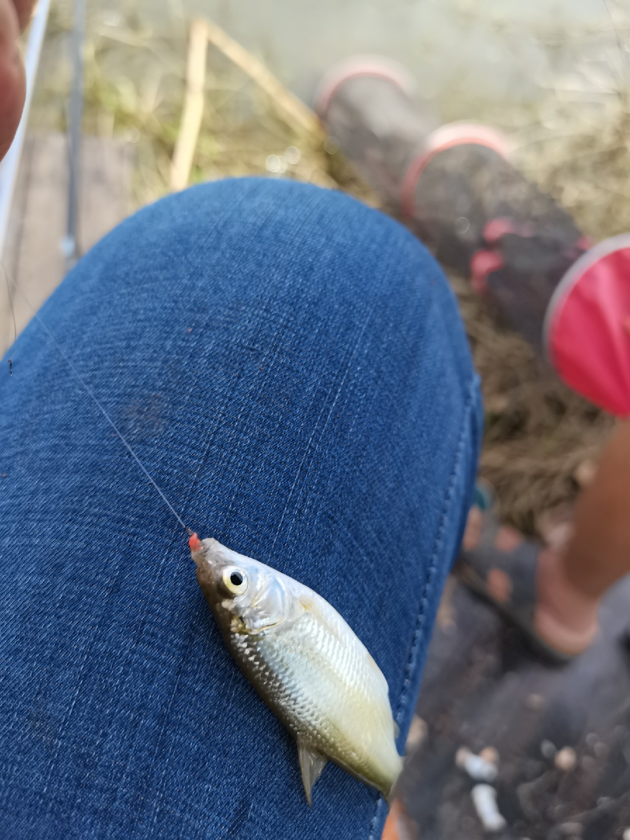 野钓白条全过程,拉白条用什么钓鱼