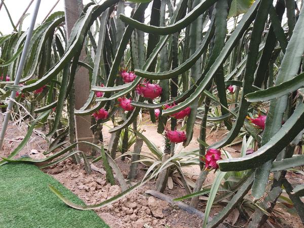 中山火龙果凤梨,菠萝蜜榴莲热带水果