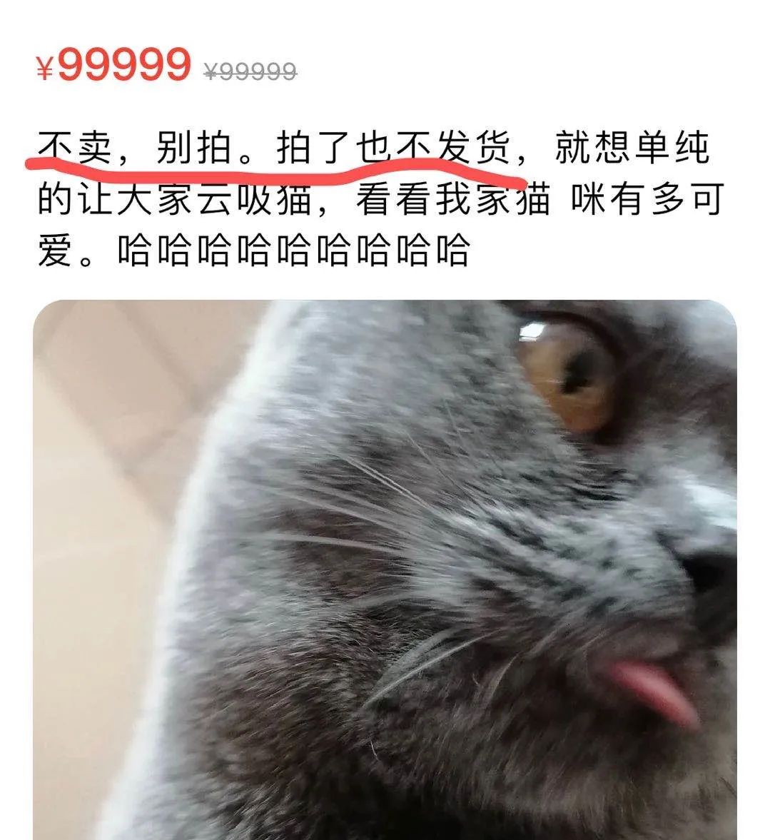 刷闲鱼成了我每天的快乐源泉