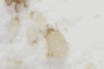 洗衣时加白醋好不好,洗衣时加白醋去静电吗
