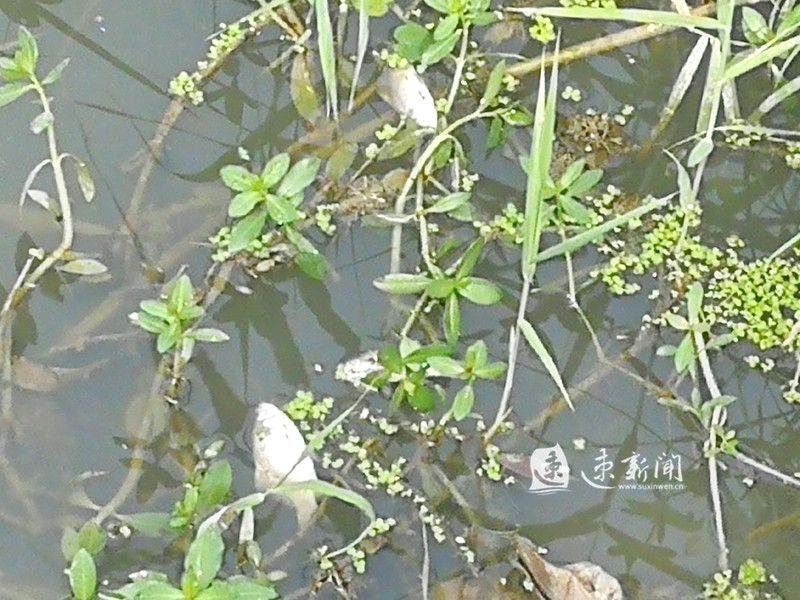 畜禽污水不能“粗”放