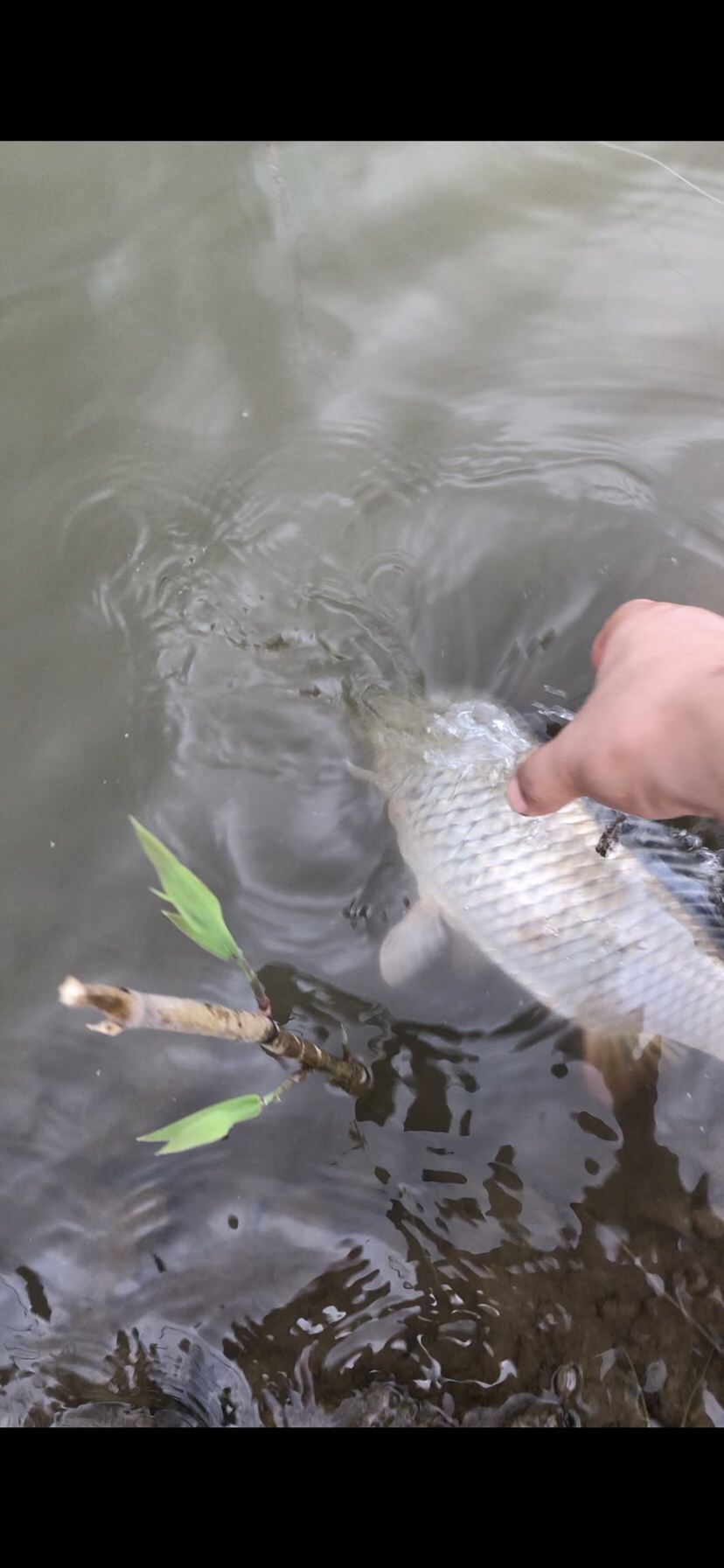 大风大浪钓大鱼完全视频,大风大浪钓大鱼是真的吗