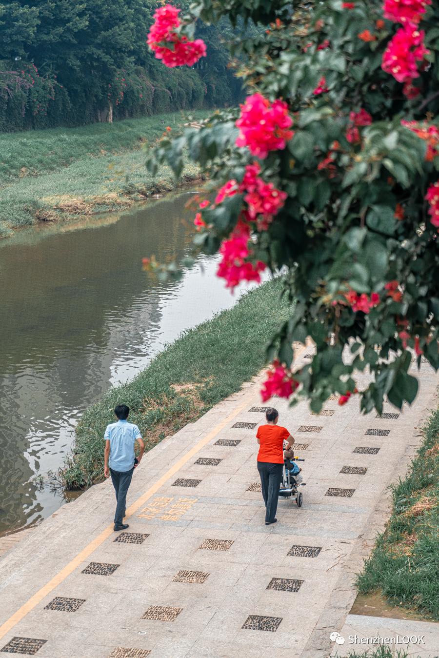 龙岗中心城是远郊吗,live龙岗中心城