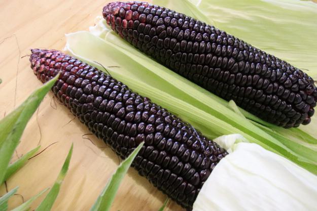 回访代言人共享丰收乐丨泗叶青沙玉米甜入更多人的心头