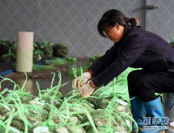 大闸蟹母蟹什么时候吃最好的,大闸蟹又肥又多膏