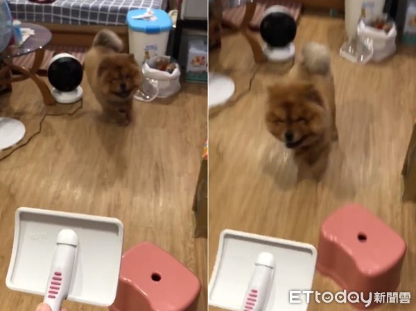 妈高喊要不要梳漂亮？　松狮跑来萌灿笑就定位