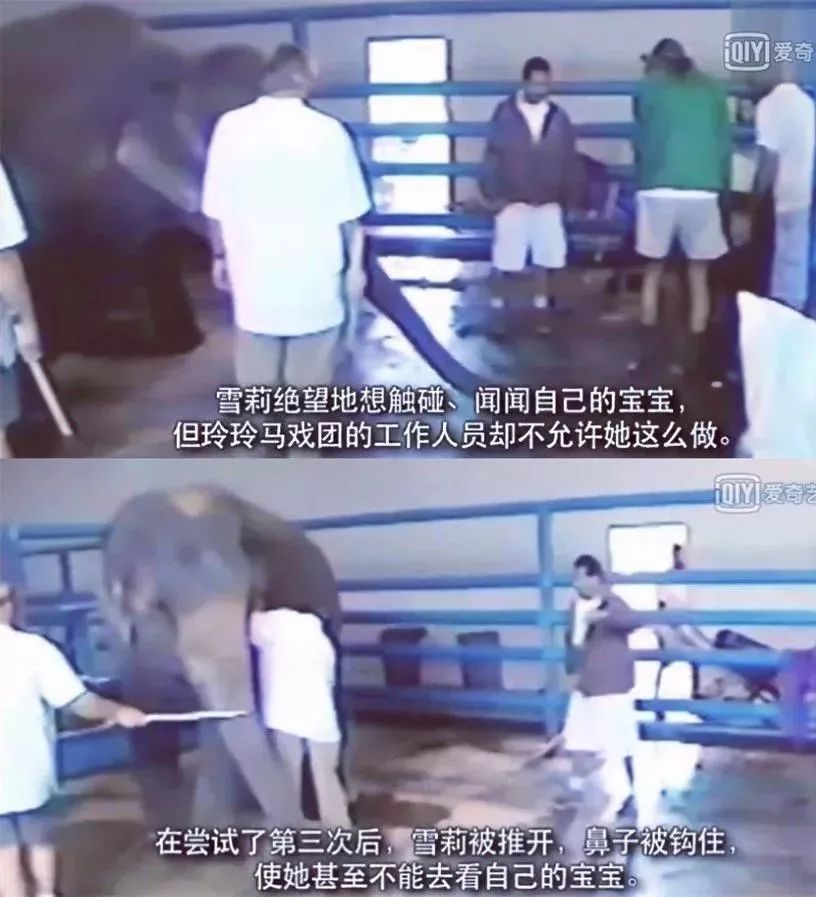 被铁链绑住，注射避孕药，连续伺候几百人后，她挣扎着死去……