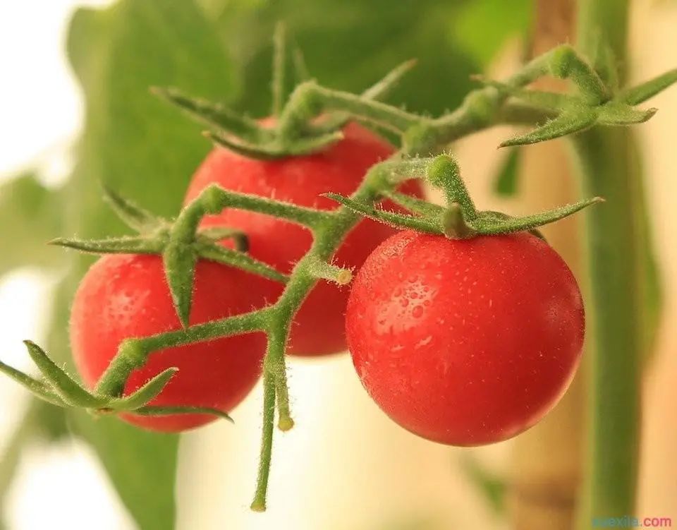 收藏！四川十二月月月hei惊艳