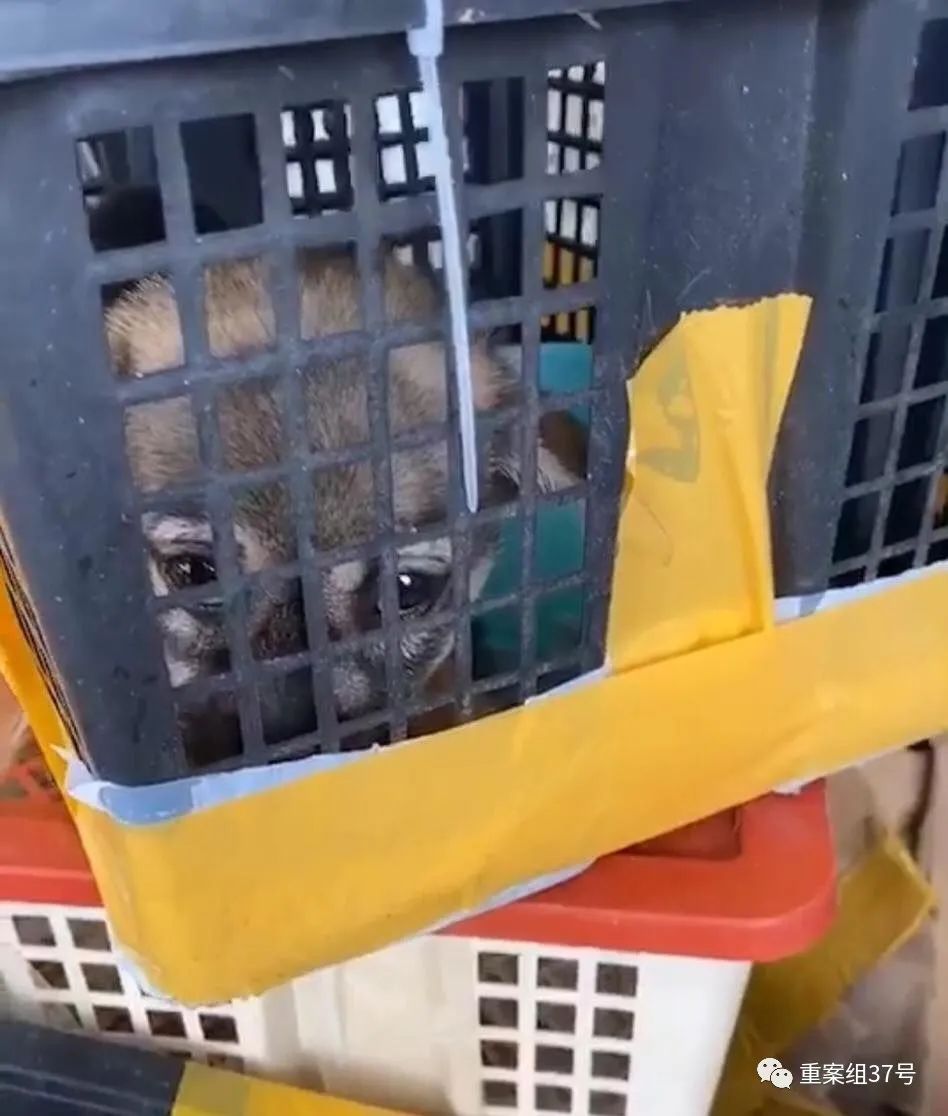 电商能卖活体宠物吗,电商能够卖活体宠物吗