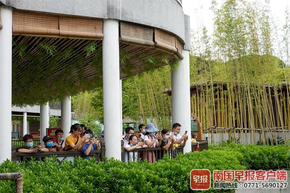 大熊猫三胞胎过中秋吃月饼,大熊猫三胞胎吃月饼庆中秋新闻