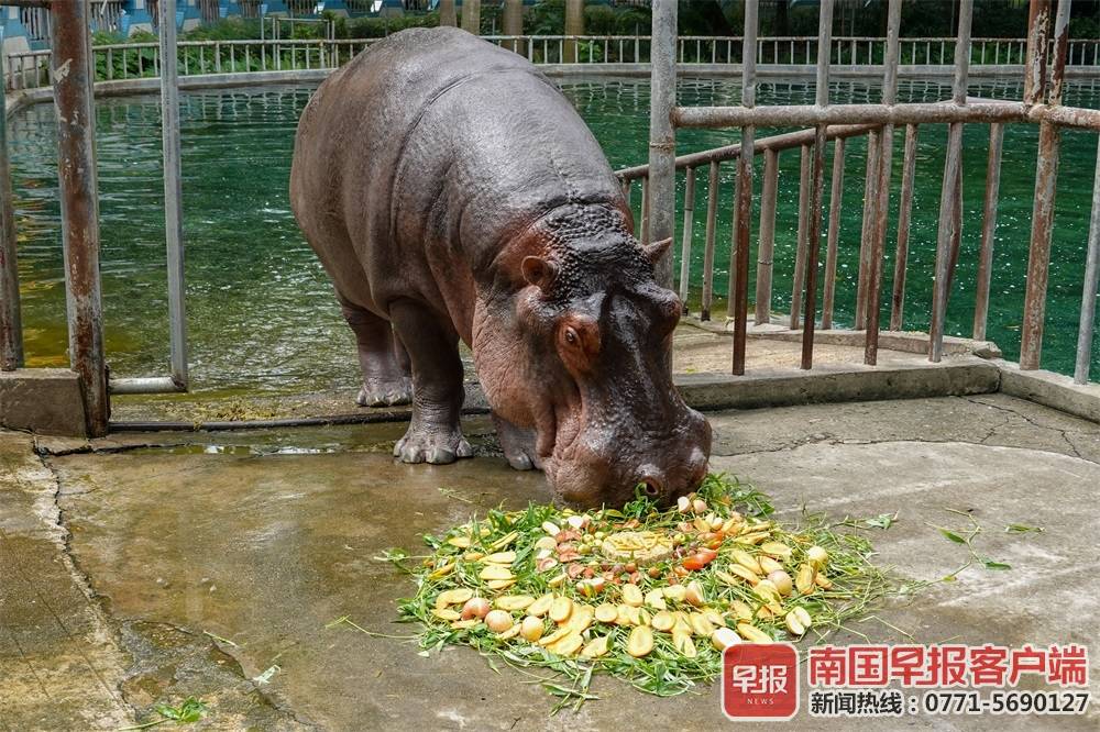 大熊猫三胞胎过中秋吃月饼,大熊猫三胞胎吃月饼庆中秋新闻