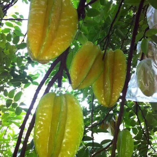 国庆逗阵行第五站｜秋风送爽，“开漳圣地”欢迎您