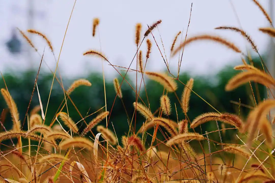 秋光如画，让我们一起“点亮”阎良的诗意秋凉~