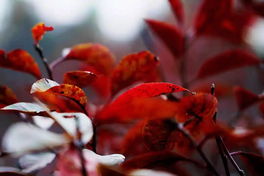 秋光如画，让我们一起“点亮”阎良的诗意秋凉~