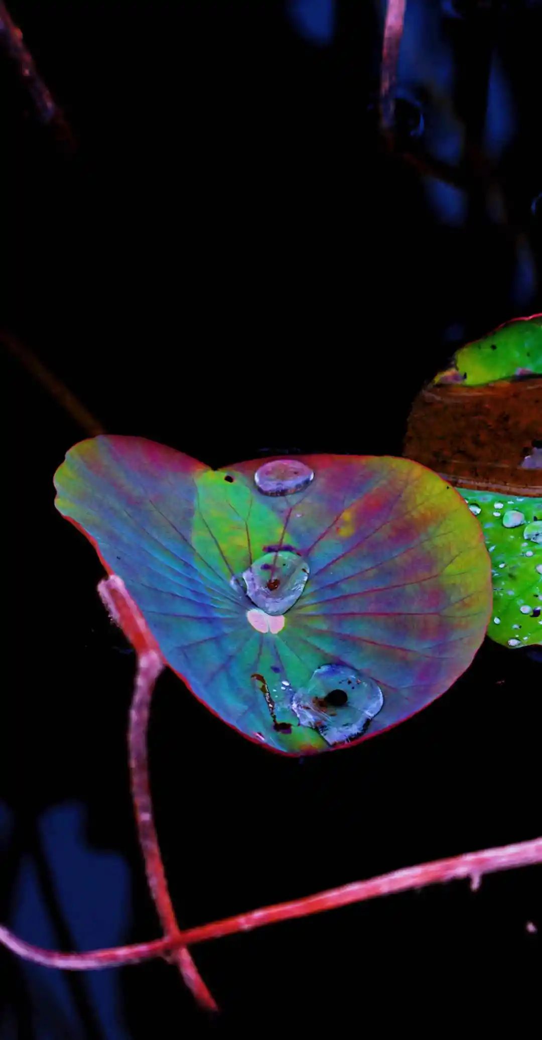 秋光如画，让我们一起“点亮”阎良的诗意秋凉~