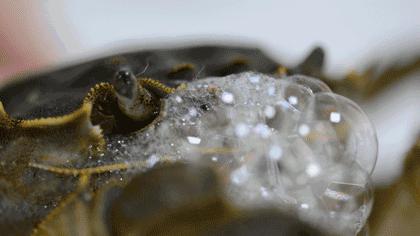 螃蟹怎么放才能保存久一点,怎样保存螃蟹放一周都是鲜活的