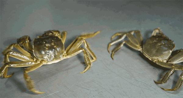 螃蟹怎么放才能保存久一点,怎样保存螃蟹放一周都是鲜活的