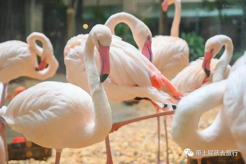 去珠海长隆海洋世界住哪个酒店好,长隆有必要住里面的酒店吗