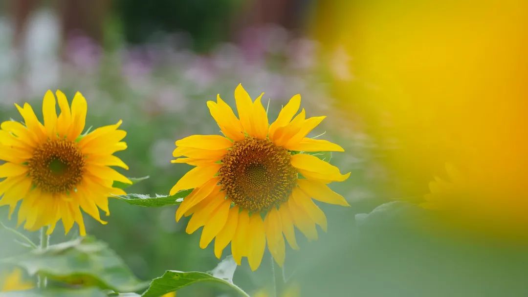 成都双流晚上合适拍照打卡的地方,成都周末打卡推荐双流
