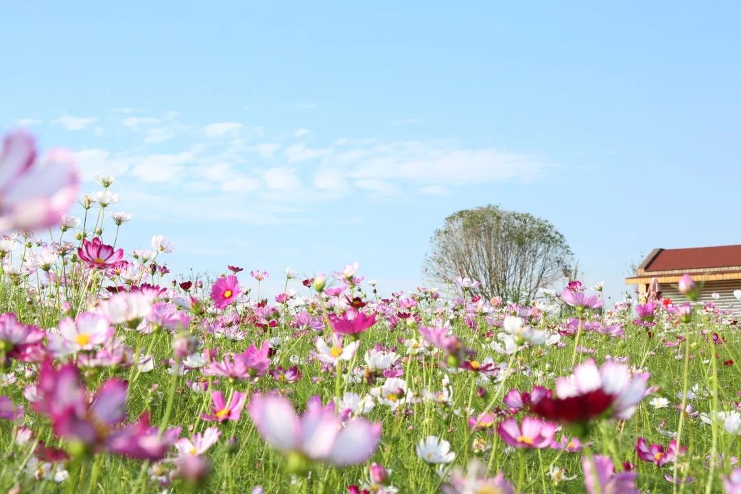 成都双流晚上合适拍照打卡的地方,成都周末打卡推荐双流