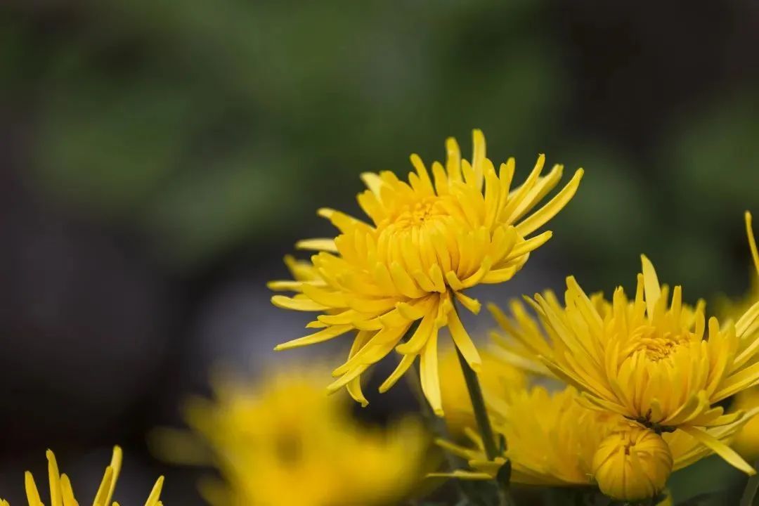 定远九九重阳敬老爱老晚会,九九重阳个人爱老敬老演讲稿