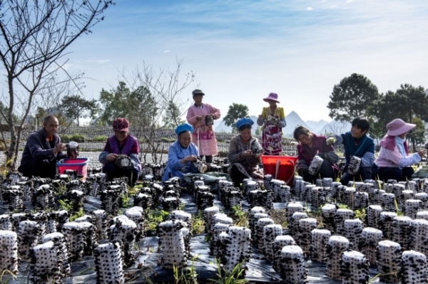 黔菌贞丰牛肝菌,黔菌