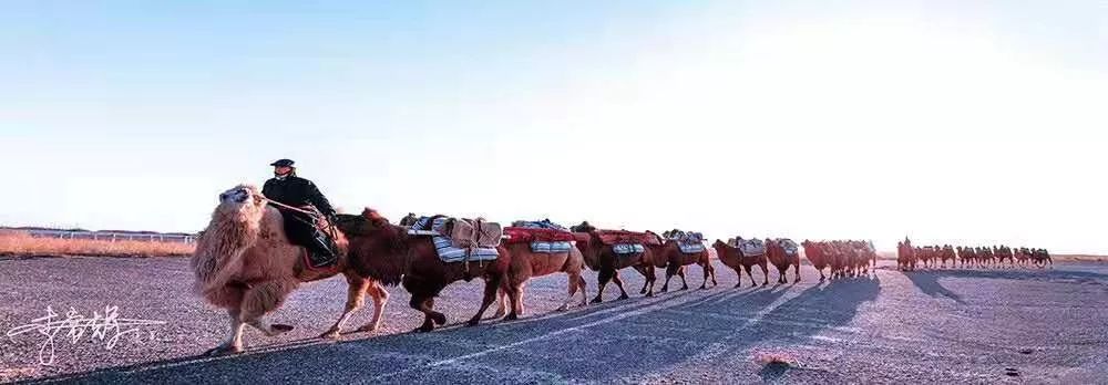 额济纳旗骆驼节,额济纳旗第三届骆驼那达慕