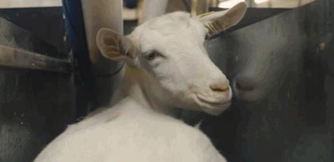 进博美味来袭！新西兰总理都点赞的奶、“世界最好”的米都来咯