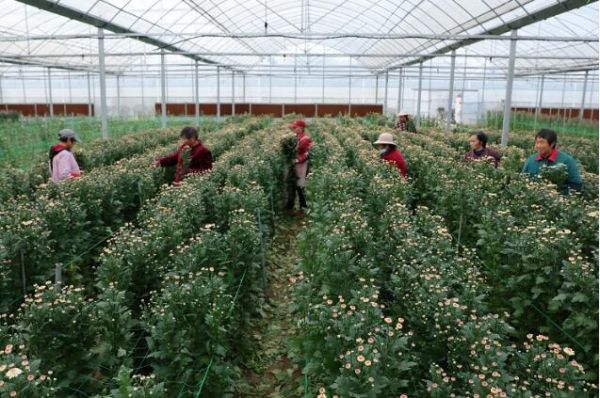 宿迁农业产业特色发展,宿迁农业产业发展规划