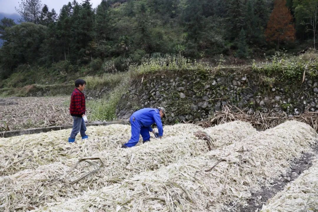 甘蔗废料利用,甘蔗废料能够直接做肥料