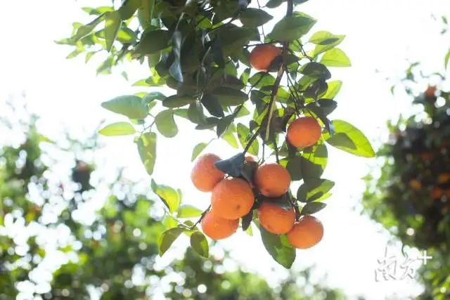 沙糖桔成熟果软,肇庆四会沙糖桔