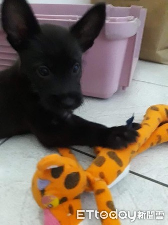 想领养一只雪纳瑞狗,雪纳瑞奶狗免费领养