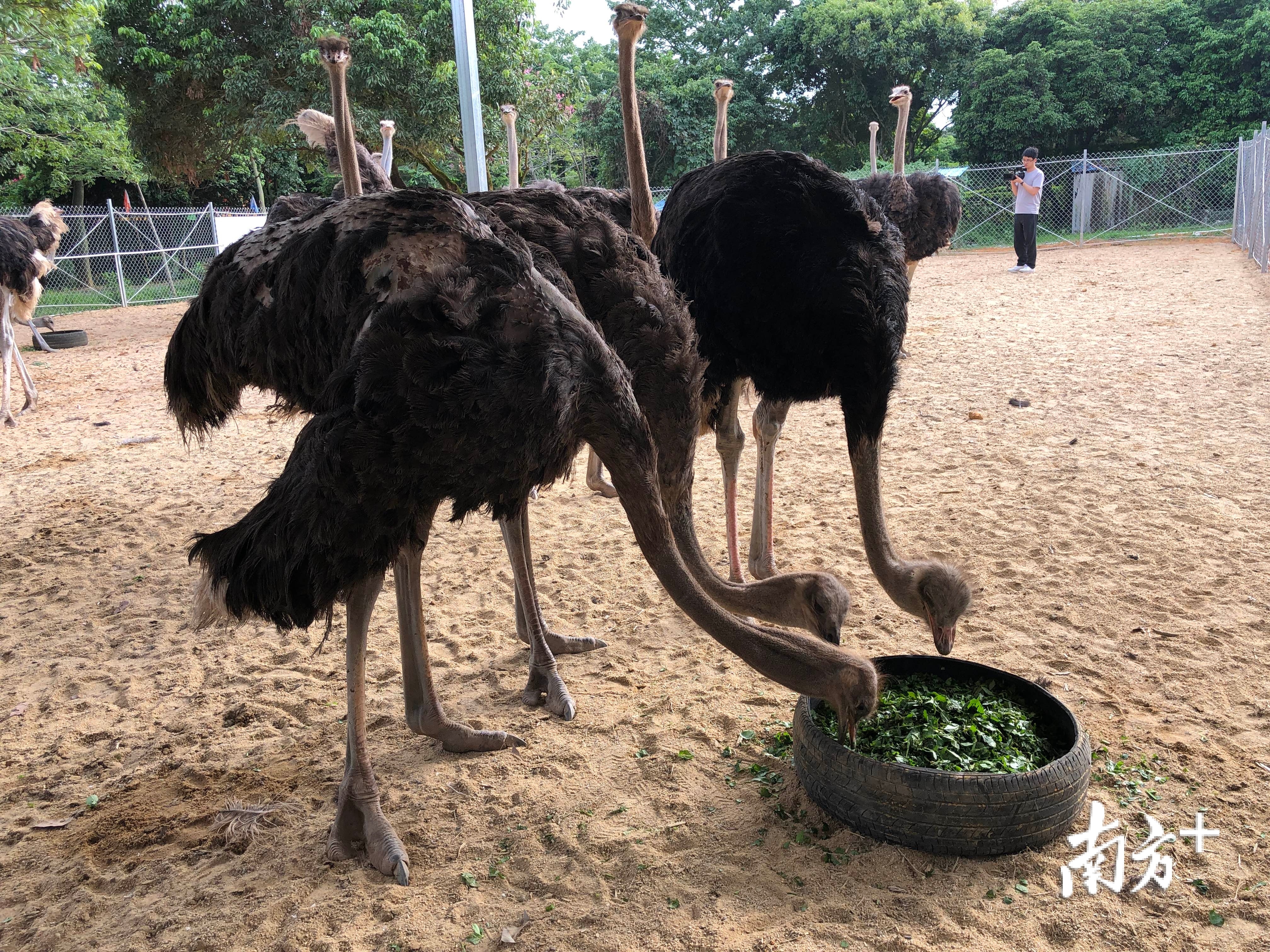 惠州惠城三农规划 (三农工作和乡村振兴措施)