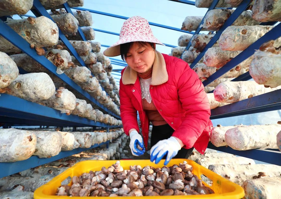 【关注】我县香菇产业飞上《人民日报》，看美味香菇如何做出可口菜肴！