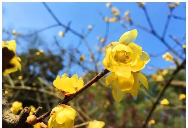 上海大观园的门票多少钱,盘龙大观园门票价格