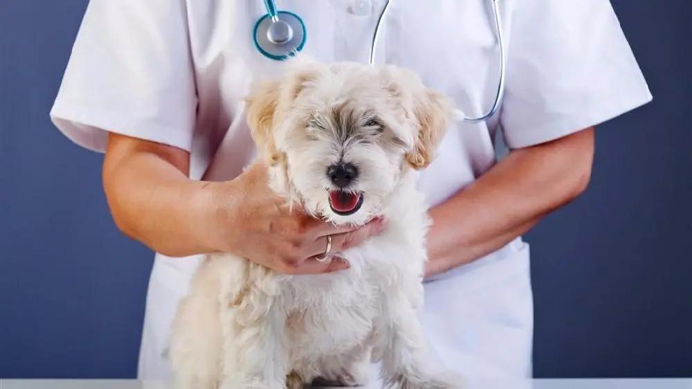 人类发生的大规模传染病,人类的传染病大约多少由病毒引起