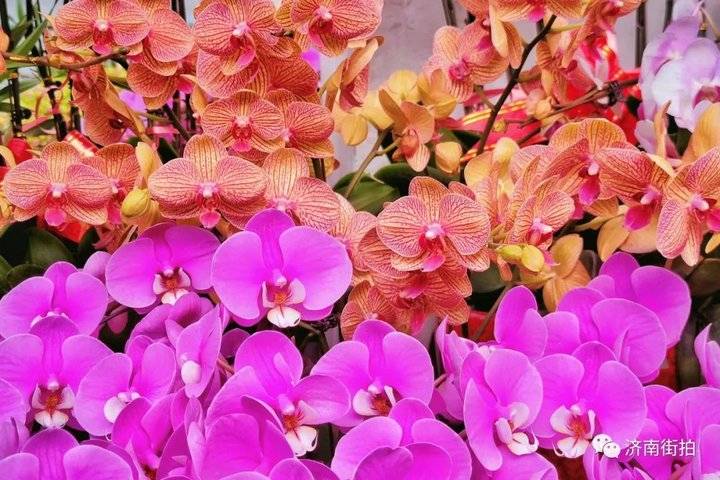 济南花卉市场哪个最大最出名,开放的济南花卉市场有哪些