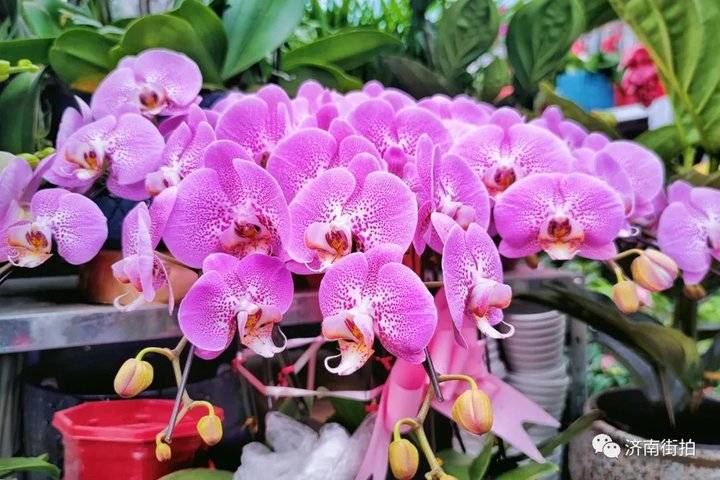 济南花卉市场哪个最大最出名,开放的济南花卉市场有哪些