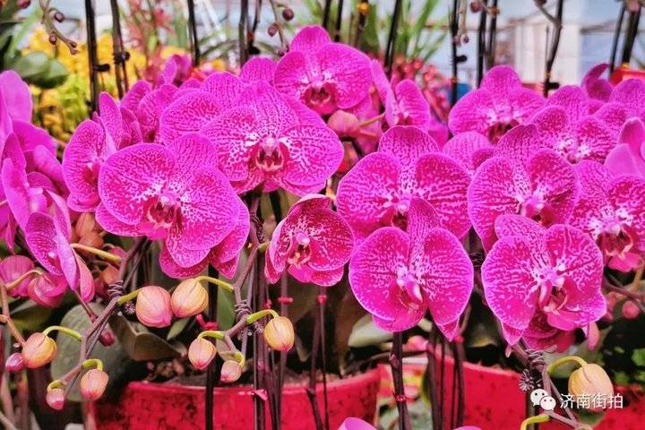 济南花卉市场哪个最大最出名,开放的济南花卉市场有哪些
