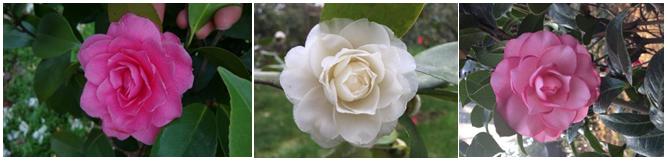 千姿百媚的山茶,千姿百媚的山茶图片