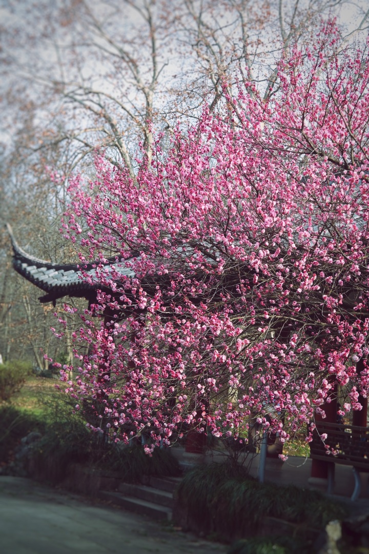 杭州赏梅花的最佳景点在哪里,杭州西湖孤山梅花初绽引游人