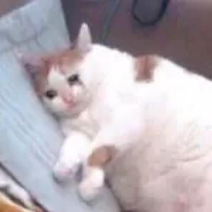 牛年可爱表情包图片,牛年发红包的人最帅表情包