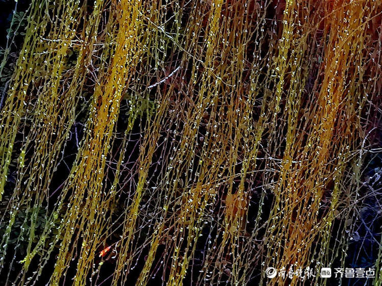 情报站｜暖风吹得游人醉，济南大明湖畔杨柳吐翠春色怡人