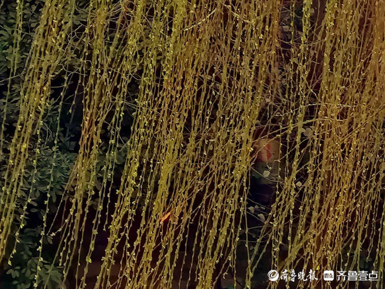 情报站｜暖风吹得游人醉，济南大明湖畔杨柳吐翠春色怡人