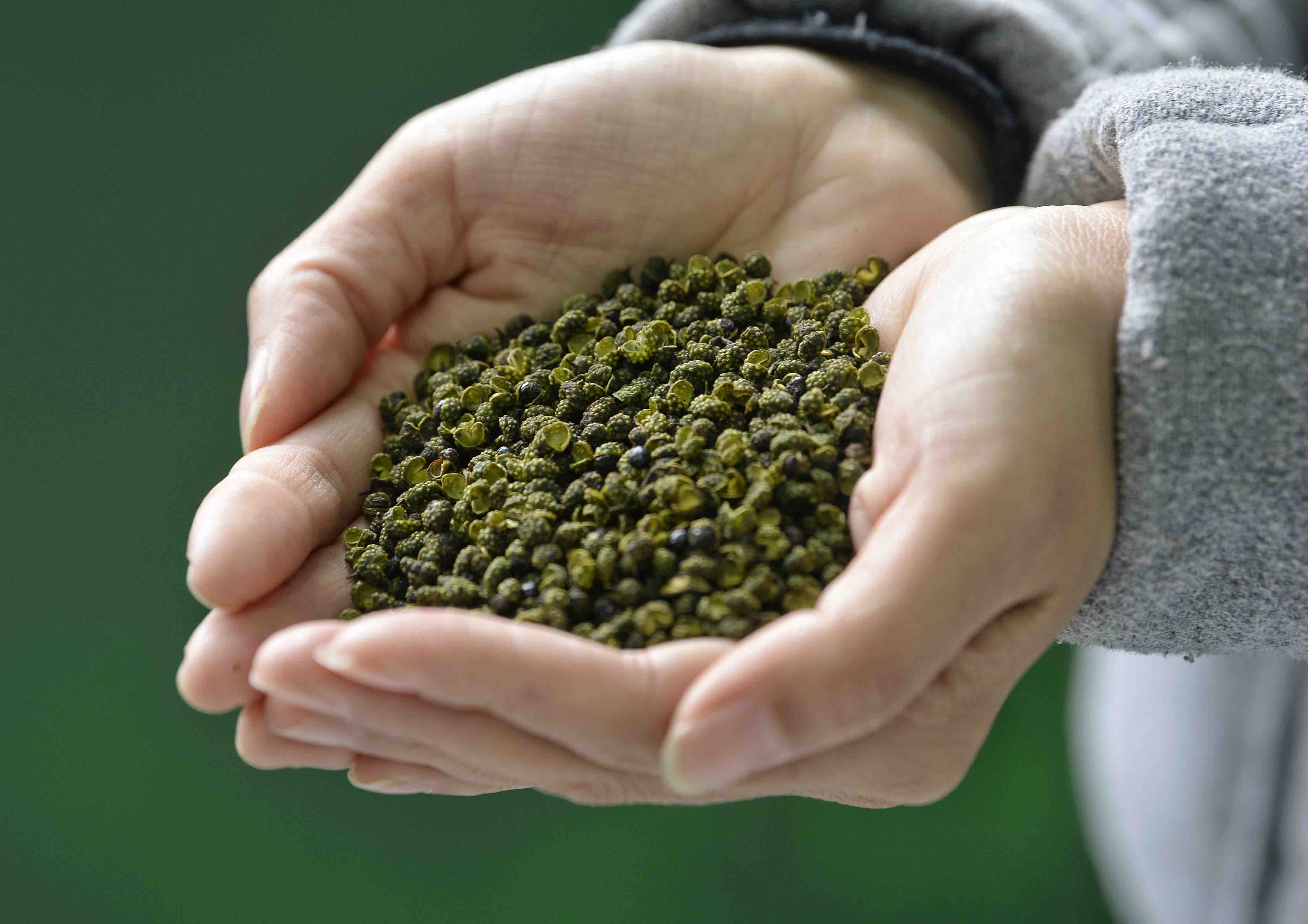 支持发展青花椒产业,平昌青花椒交易成全国新中心