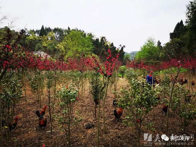 夹江这个村“一园生三金”