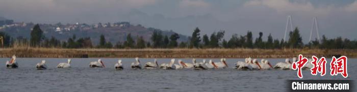 巢湖边首次发现罕见鸟类卷羽鹈鹕,四川首次发现近危物种卷羽鹈鹕